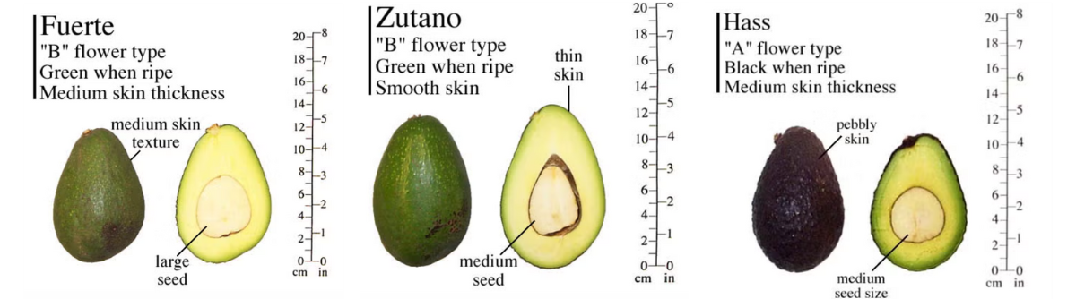 Comparison of Hass Fuerte and Zutano avocado varieties for commercial cultivation.png